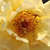 Rumena - Park - grm vrtnice - Postillion ®